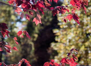 Close-up of red flowers on tree during autumn