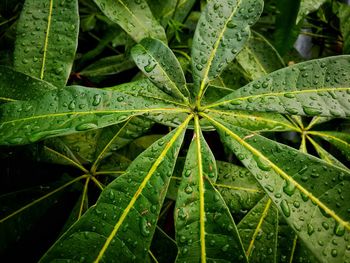 Close-up of wet plant