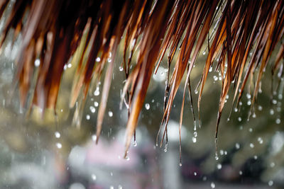 Close-up of wet glass during rainy season