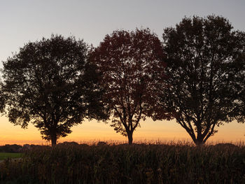 Trees on field against sky during sunset