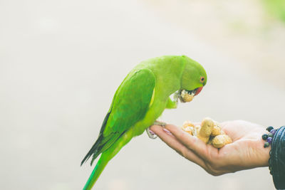 Person holding a bird