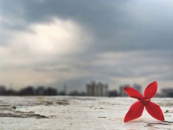 Close-up of red on beach against sky