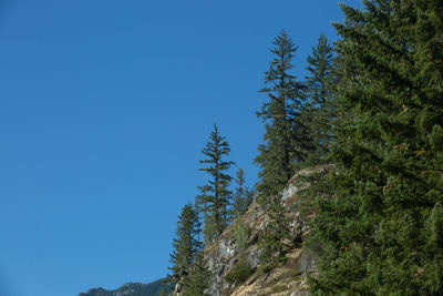 Low angle view of pine trees against clear blue sky