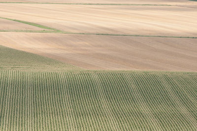 Scenic view of agricultural field
