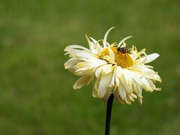 Close-up of insect on flower