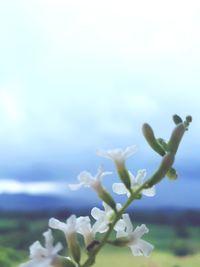 Close-up of plant against sky