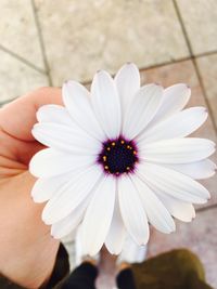 Close-up of hand holding white flower