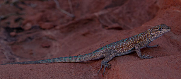 Close-up of lizard on rock