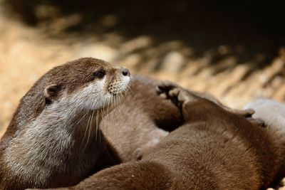 Close-up of otters