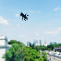 Low angle view of airplane flying in sky