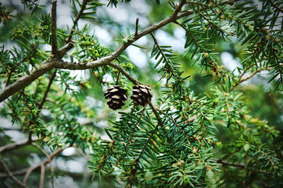 Low angle view of bird perching on tree