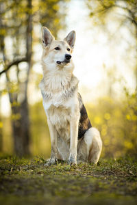 View of dog looking away on field