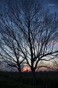 Bare trees on field