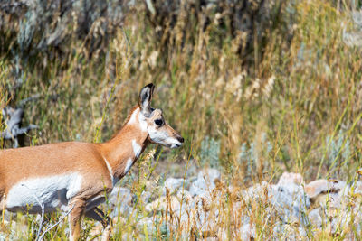 Deer standing against plants