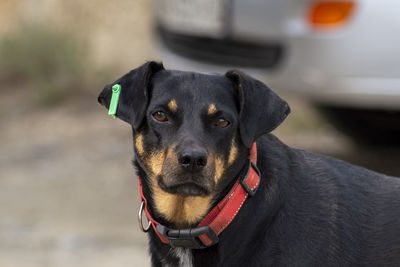 Portrait of dog