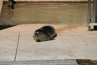Close-up of seal in water