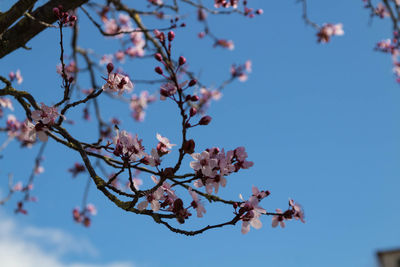 Low angle view of cherry blossoms in spring