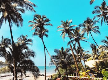 Palm trees on beach against sky