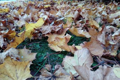 Close-up of autumn leaves