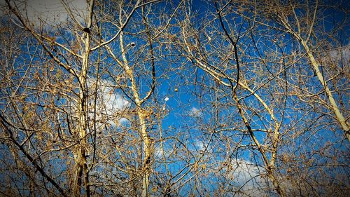 Low angle view of tree against blue sky