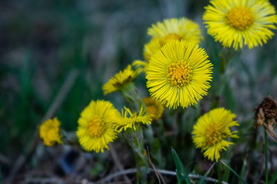 Close-up of yellow flowering plants on field