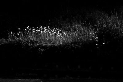 Full frame shot of flowers in field