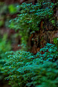 Close-up of lichen growing on tree in forest