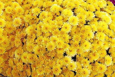 Close-up of yellow flowering plant