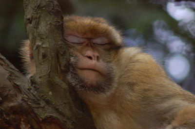 Close-up of monkey sitting on tree