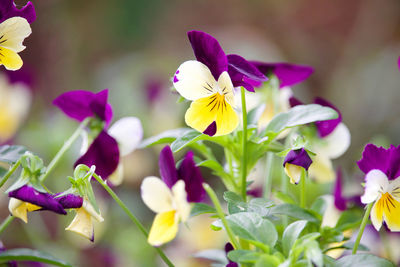 Close-up of purple flowering plants