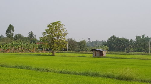 Scenic view of field by trees against sky