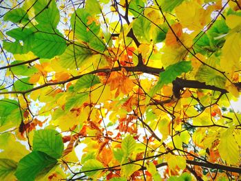 Low angle view of leaves on tree
