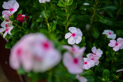 Close-up of pink flowering plants