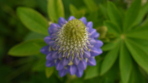 Close-up of purple flowers blooming outdoors