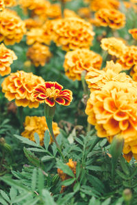 Close-up of marigold blooming outdoors