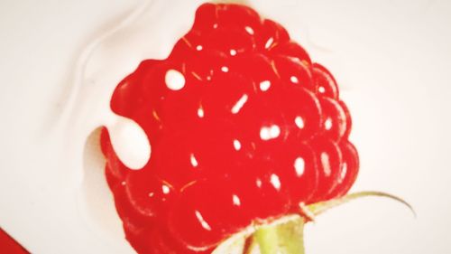 Close-up of red fruit over white background
