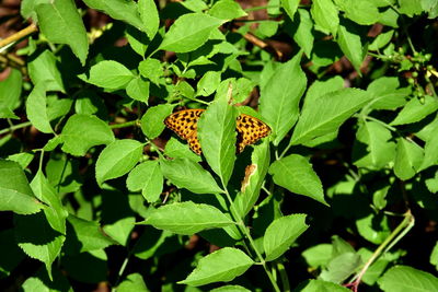 Close-up of butterfly on plant