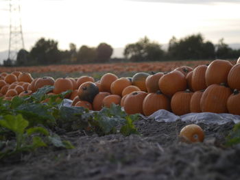 Stack of pumpkins on field