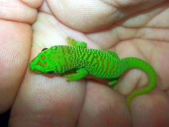 Close-up of person holding leaf