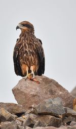 Bird perching on rock against clear sky