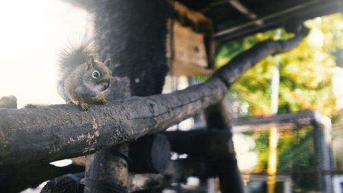 Low angle view of monkey sitting on tree