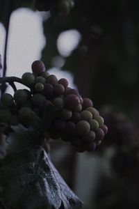 Close-up of grapes growing on tree