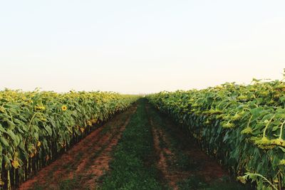 Scenic view of agricultural field against clear sky