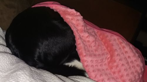 Close-up of dog sleeping on bed at home