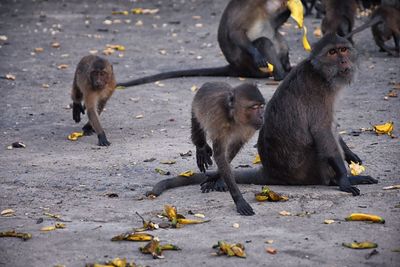 Macaque long tailed monkey, close-up genus macaca cercopithecinae, monkeys in thailand. asia.