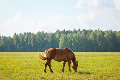 A lone horse grazes in the pasture and eats grass on the background of beautiful nature