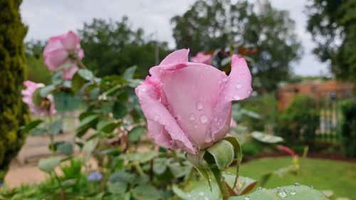 Close-up of wet pink rose