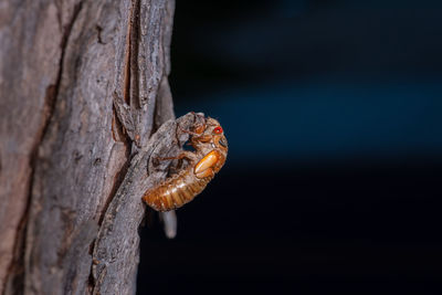 Close-up of insect on tree trunk