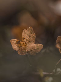 Close-up of dried leaf 