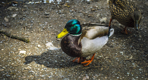 Close-up of mallard duck